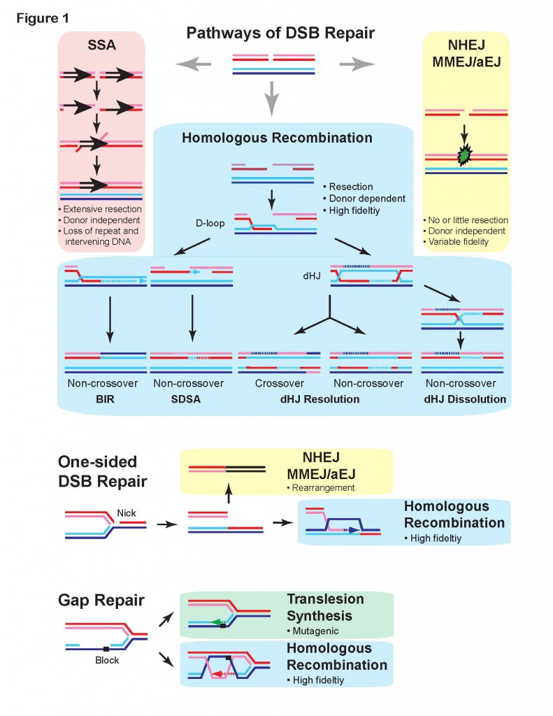 Figure 1. Double-strand break repair pathway in S. cerevisiae and the functions of the Rad52 group proteins.